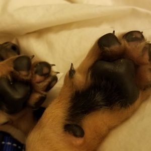 Meet your Posher, Amber